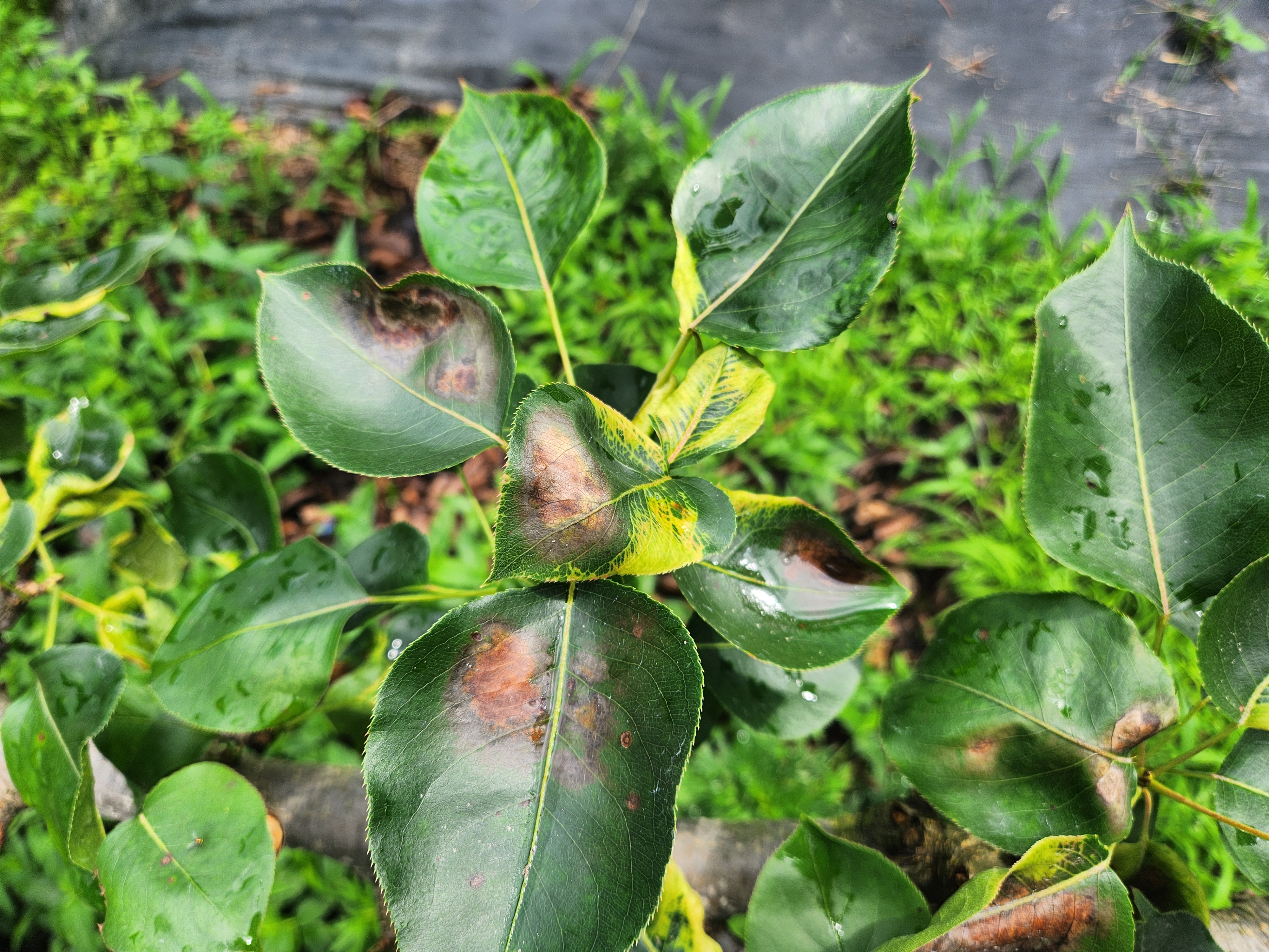 배나무 병충해 원인?0