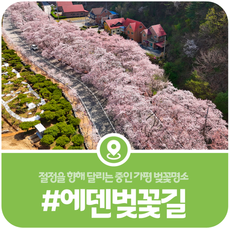 [가평 에덴벚꽃길] 수도권 봄꽃여행의 마침표, 꽃비가 내리는 에덴벚꽃길의 현재모습(2026) 이미지