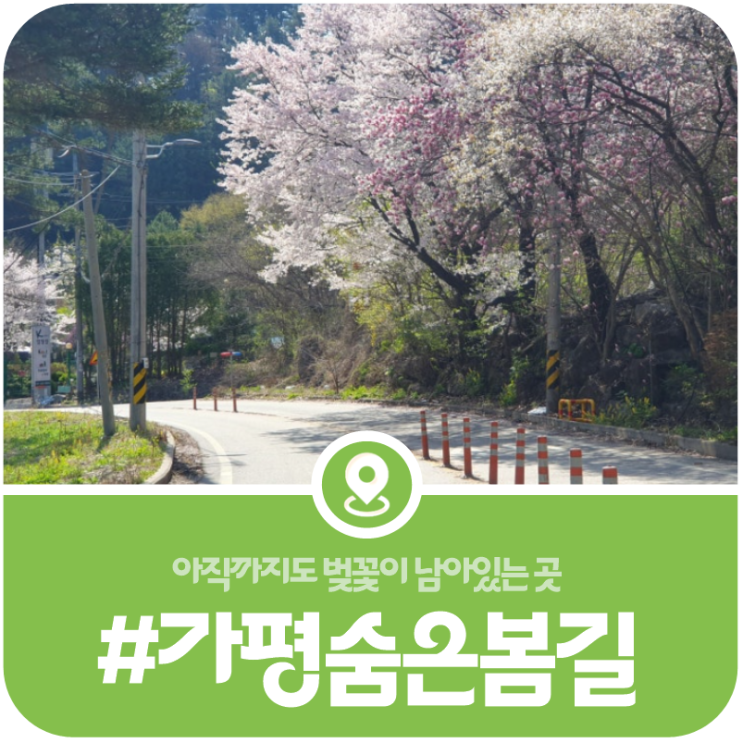 [가평 봄꽃드라이브코스] 지금도 벚꽃을 구경할 수 있는 가평의 숨은 봄꽃 드라이브길(2026) 이미지