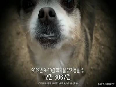 유실유기동물예방동영상 이미지