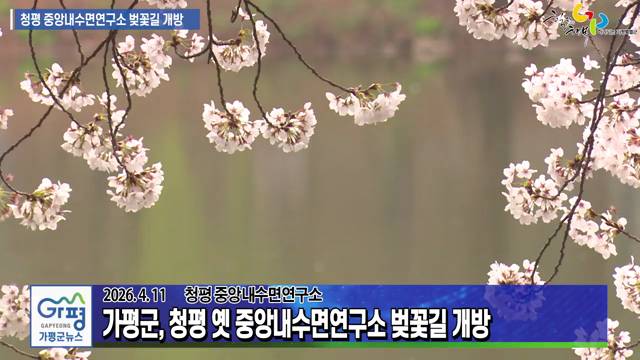 청평 옛 중앙내수면연구소 벚꽃길 개방 이미지